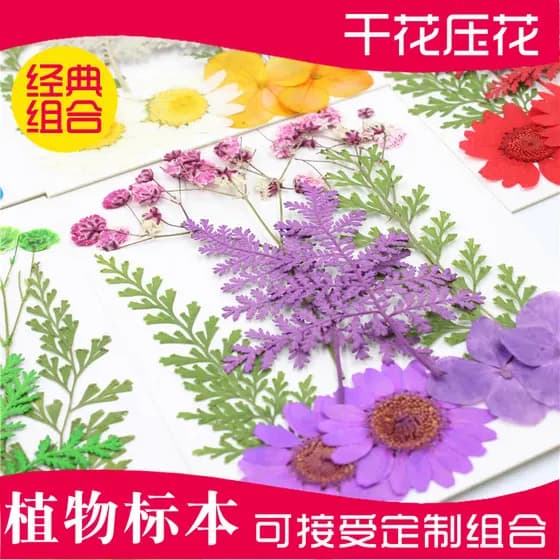 Marcador em relevo pacote de Material de pintura pacote de combinação de flores secas pressionado flor foto flor folhas