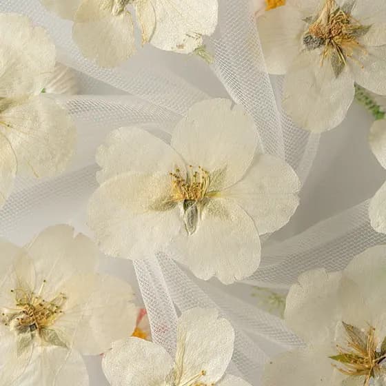 Sakura ensino DIY artesanal moldura de foto marcador caso de telefone pressionado flor pintura Real flor planta amostra