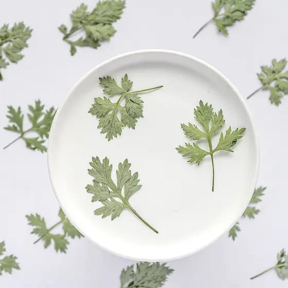 Artemisia folhas jardim de infância estudantes do ensino fundamental folhas artesanais adesivos espécimes de plantas flo