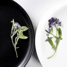 Bola de neve perfumada em relevo caso de telefone pintura em relevo planta espécime flor seca pressionado flor marcador