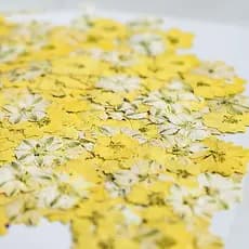 Tingido voando andorinha Chidori flor seca caso de telefone planta espécime adesivo rosto flor seca pressionado flor diy