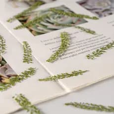 Solitário legumes folhas reais espécimes de plantas flores secas em relevo pressionado flor marcador pétala maquiagem em