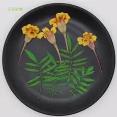 Crianças pavão grama folhas com ramos flores prensadas flores secas diy cartão marcadores acessórios de jóias epóxi vela