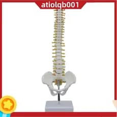 Coluna Humana De 45CM Com Modelo Pélvico Anatomia Anatômica De Espinhal + Suporte Flexível