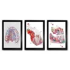 Kit 3 Quadros Odontologia Dentista Moldurados A3 30x40cm cod.1