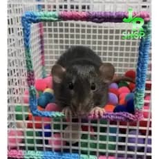 Piscina de Bolinha Bordada Artesanal Para Rato Twister Hamster Roedores Feito a Mão