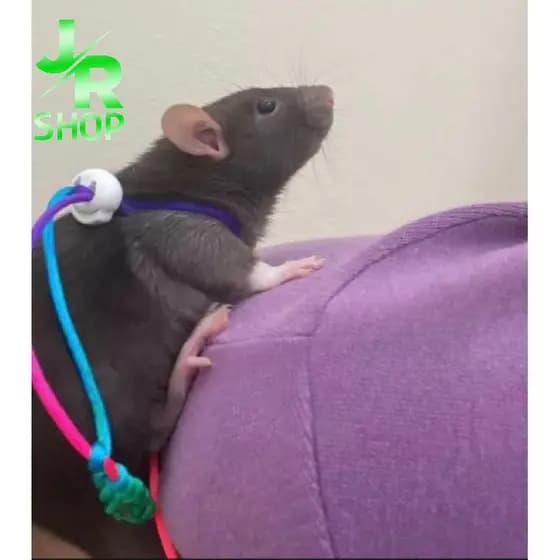Guia Coleira Simples Para Rato Twister Porquinho da India Hamster Esquilo