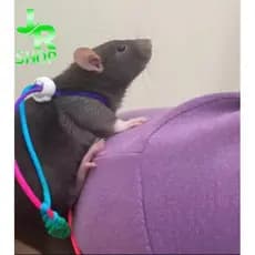 Guia Coleira Simples Para Rato Twister Porquinho da India Hamster Esquilo