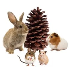 Pinha Natural Para Rato Twister, Hamster, Gerbil, Topolino - 1 Unidade