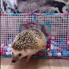 Piscina de Bolinha Artesanal Para Rato Twister Hamster Porquinho de India Hedgehog Ouriço Mini Coelho