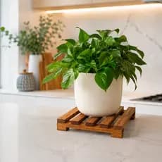 Suporte De Madeira Para Plantas Decoração Premium