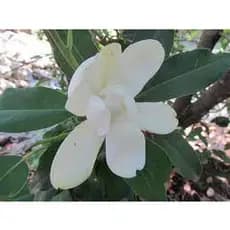 Essência Magnólia Pacifica Para Aromatizador de Ambiente, Home Spray, Cremes e Sabonetes - 50ml