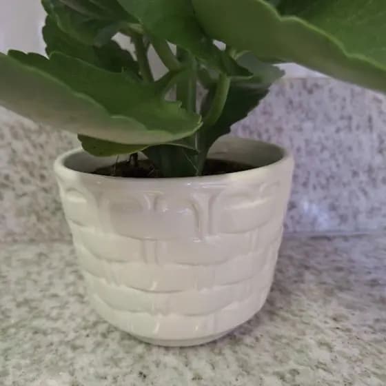 Vaso cachepô em cerâmica médio decorativo para plantas e flores ideal para centro de mesa casa sala cozinha