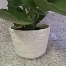 Vaso cachepô em cerâmica médio decorativo para plantas e flores ideal para centro de mesa casa sala cozinha