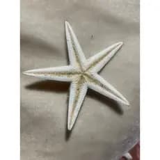 Presilha estrela do mar , prendedor de cabelo estrela do mar