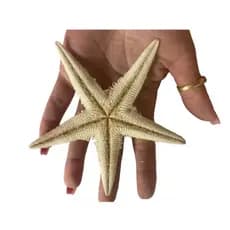 Estrelas do mar aplique artesanato , umbanda