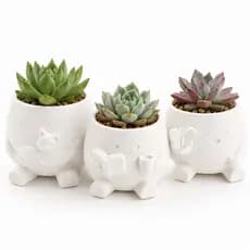 Kit 3 Vasos Para Suculenta Decorativo Fofo Mini Vaso Personagens Gatinho Leitura Borboleta Vaso Para Suculenta Vasinho