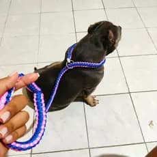 Guia Enforcador// Coleira Personalizada// 1,5 Mts//ajustável Para Qualquer Tamanho De Dog