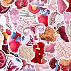 Adesivos stickers - ANATOMIA e ÓRGÃOS - para medicina saúde enfermagem Bullet journal planner caderno agenda scrapbook
