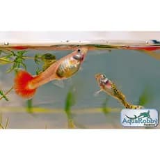 50 Gramas Ração Guppy, Lebiste Alta Qualidade Profissional