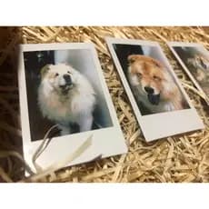 Kit com 6 fotos polaroids originais