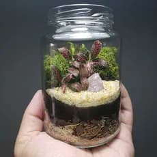 Kit terrário aberto DIY (Monte você mesmo em casa) - Presenteável