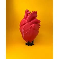 [O MAIS VENDIDO+ENVIO RÁPIDO!] Coração Anatômico Protótipo + Base - Modelo Anatômico de Coração Humano - 3D