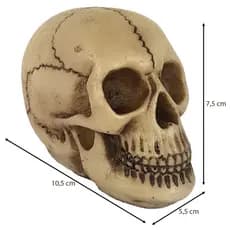 Crânio Darwin Enfeite Caveira Resina Decoração Terror