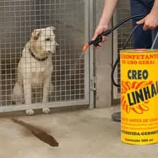 Creolina Desinfetante Creo Linhal 900ml