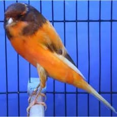 5 - 10 anilhas 3.3mm fechadas para aves , canarios yorkshire , norwich, lanca, frisados, etc.