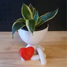 Vasinho Robert com Coração