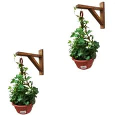 Kit 2 Suporte Mão Francesa Pendurar Planta Parede Gancho Decoração Madeira Cedro Artesanal Sala Casa