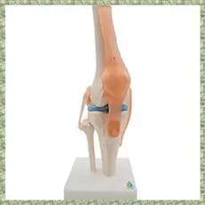 (P X C W) Junta Anatômica De Joelho Com Modelo De Ligamentos , Tamanho Da Vida