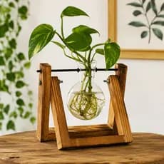 Vaso de Vidro Suspenso Suporte de Madeira para Planta Hidropônicas Decoração Sala Quarto Escritório
