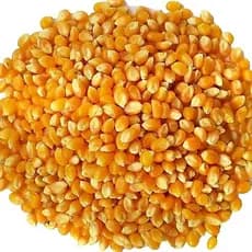 Milho de Pipoca 1Kg