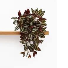 Arranjo Vaso Decorativo Com 2 Planta Verde Artificial Folhagem Realista Permanente Pendente Para Decorar Prateleira