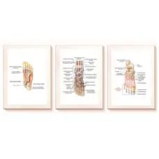 Kit Quadros Decorativo Mosaico 95X50 3 peças MDF Anatomia dos Pés Nomenclatura Ortopedia Consultório
