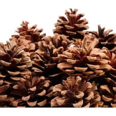 10 Pinhas Pinhão Natural Decoração Natalina Natal Arvore Natural Pinhão