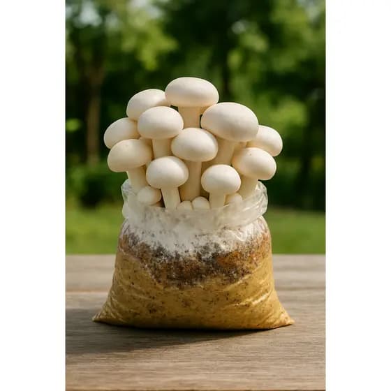 Kit p/ produzir Cogumelo Champignon em casa Alimento Vegano