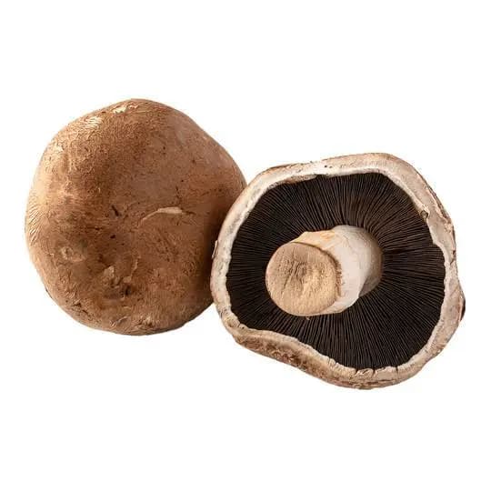 3 kits Cogumelo Agaricus bisphorus ideal para dietas