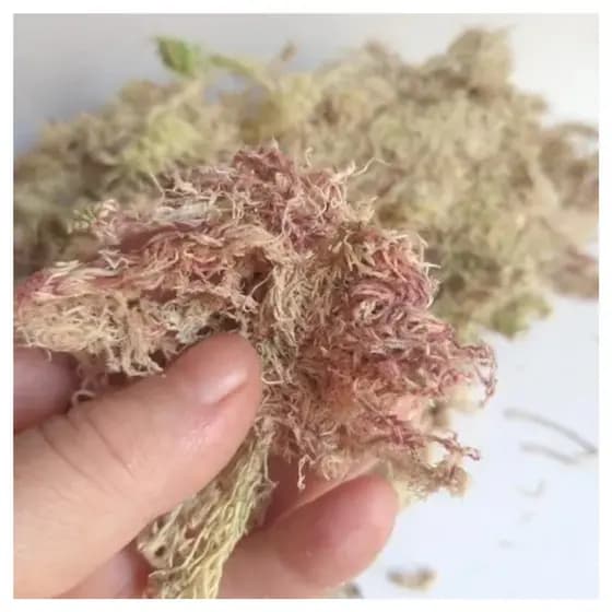 Musgo Esfagno Seco Pacote 3L Rosado Para Orquídeas e Flores