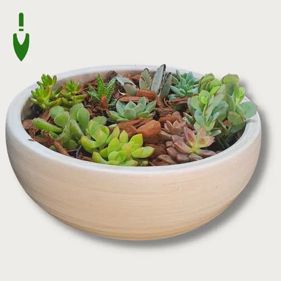 Vaso para Arranjo de Suculentas em Cerâmica cor Palha 26cm