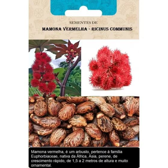 Sementes Mamona Vermelha Red Ricinus Communis Ornamental