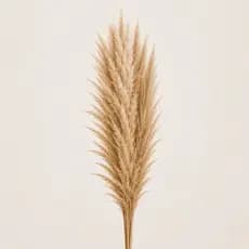 Capim dos Pampas Natural Seco para Decoração e Arranjos