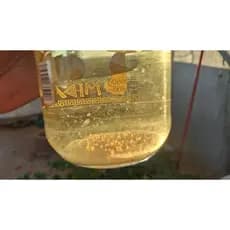 Daphnia Magna Cistos Para eclosão