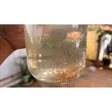 Cisto Daphnia magna Para Eclosão Alta taxa de eclosão