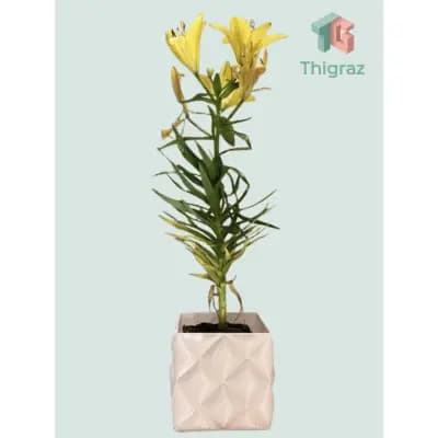 Vaso de planta Puffy | Vaso decorativo | Vaso personalizado | Vaso moderno