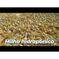Milho hidropônico na alimentação do gado - Forragem - 1000 L