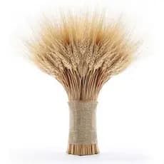 25 Hastes De Trigo Seco Médio 40cm Decoração Arranjos Decoração
