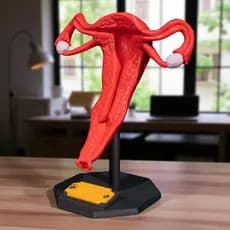Protótipo Útero - Modelo Útero Realístico. Decoração, Miniatura, anatômico, estudantes, médicos